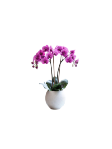 گیاه زینتی