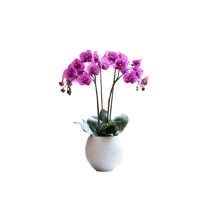 گیاه زینتی