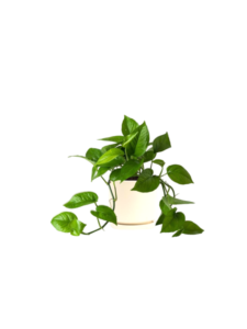 گیاه پتوس