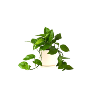 گیاه پتوس